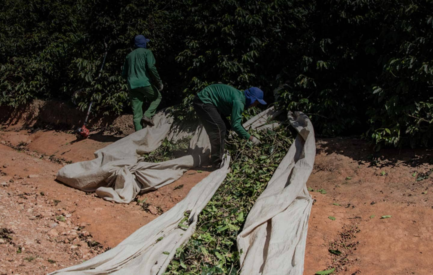 How coffee is produced – from beans to cup