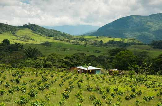 coffee plantation Colombia