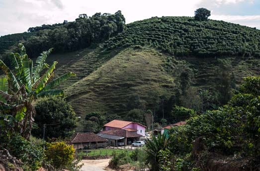 coffee plantation in Brazil